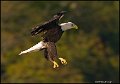 _0SB8944A american bald eagle
